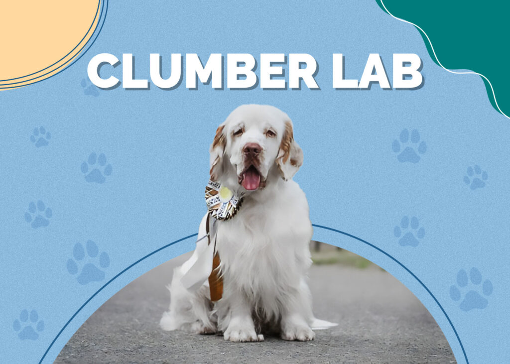 Clumber Lab (Clumber Spaniel & Labrador Mix)
