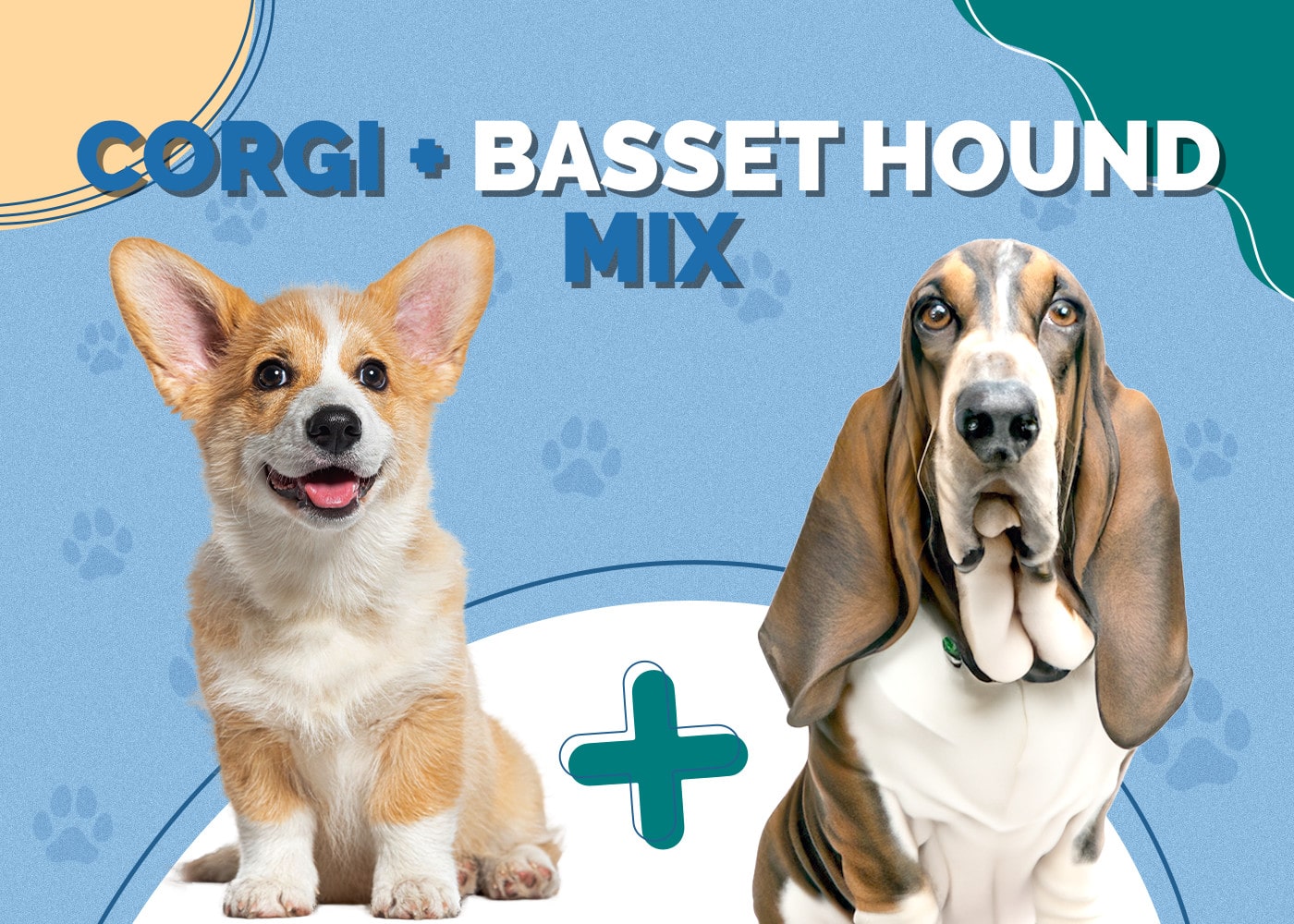 Corgi & Basset Hound Mix