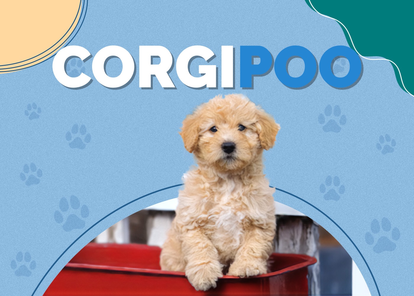 Corgipoo (Corgi & Poodle Mix)