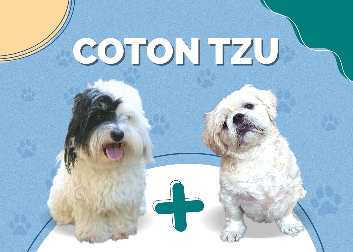 Coton Tzu (Coton de Tulear & Shih-Tzu Mix)