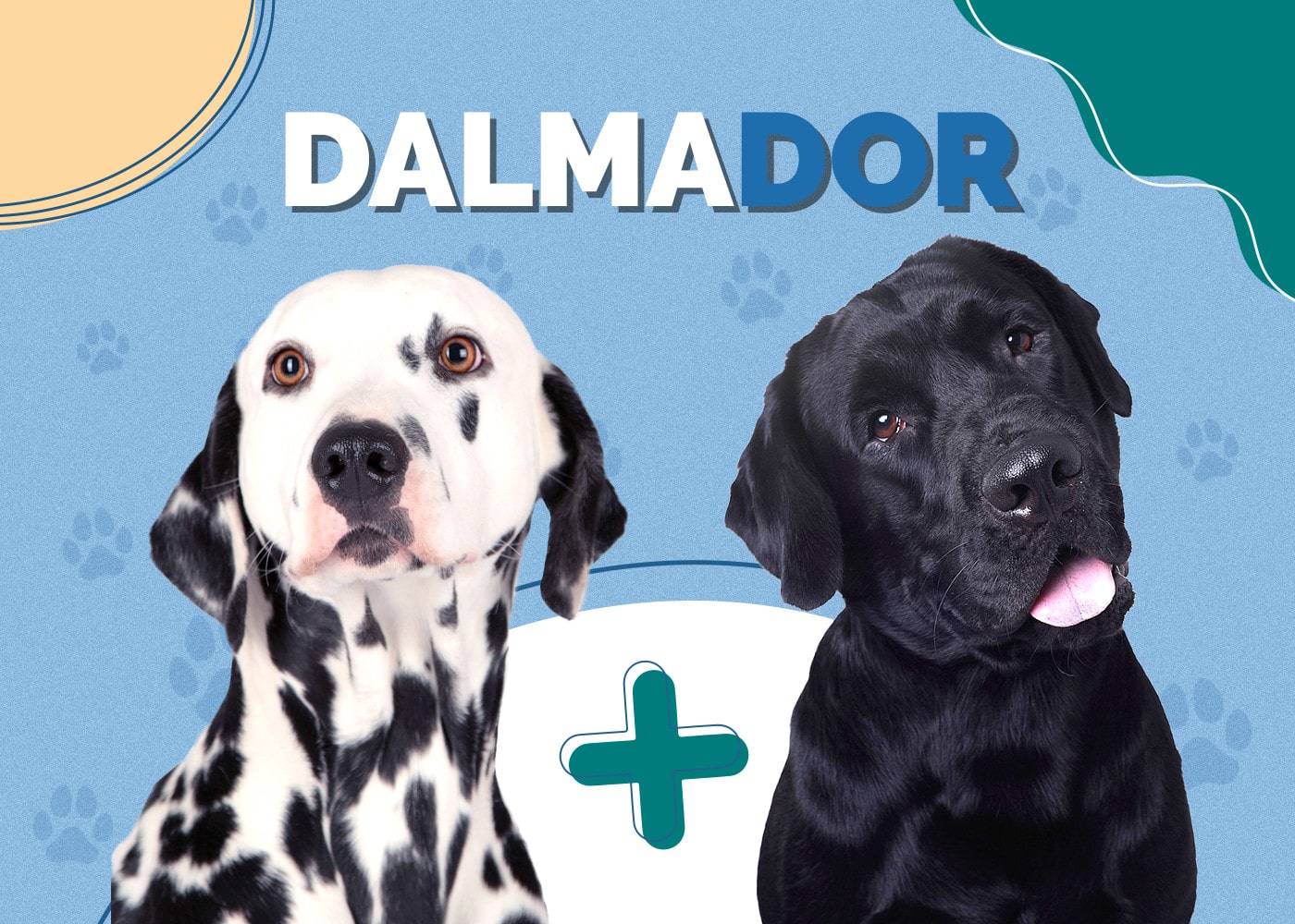 Dalmador (Labrador & Dalmatian Mix)
