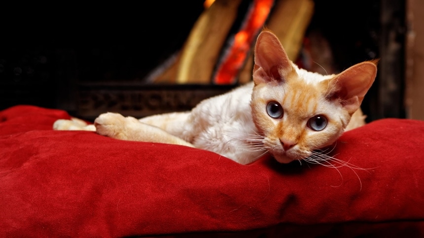 devon rex cat lying