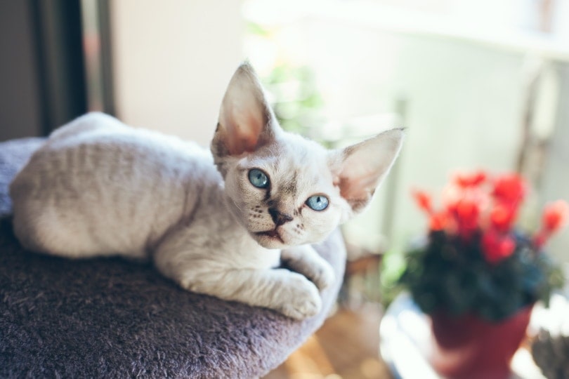 devon rex kitten