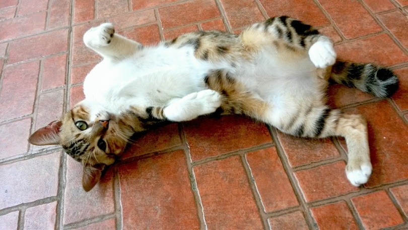 domestic cat lying on its back