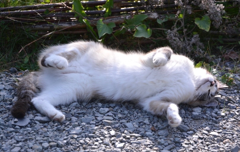 domestic cat lying on the ground