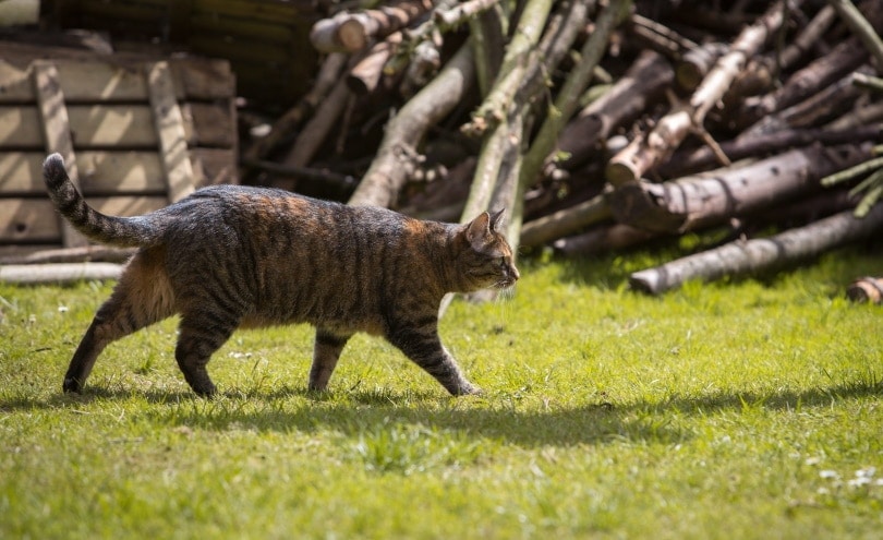 dometic cat hunting prey