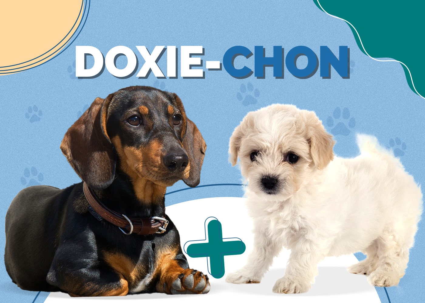 Doxie-Chon (Dachshund & Bichon Frise Mix)