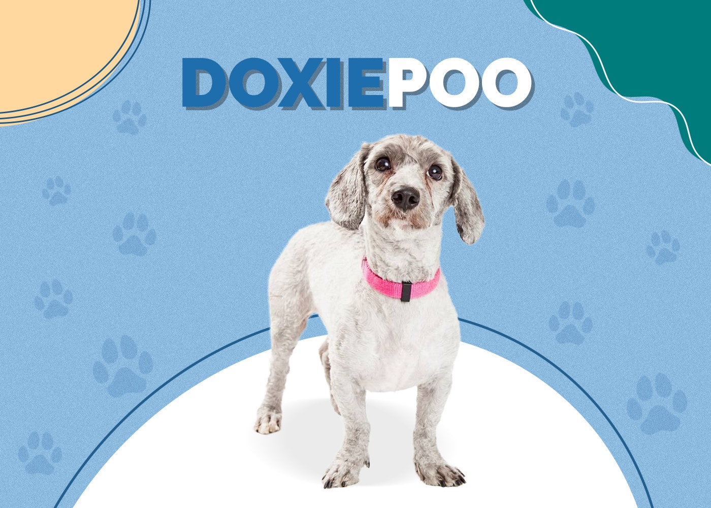 Doxiepoo (Dachshund & Toy Poodle Mix)