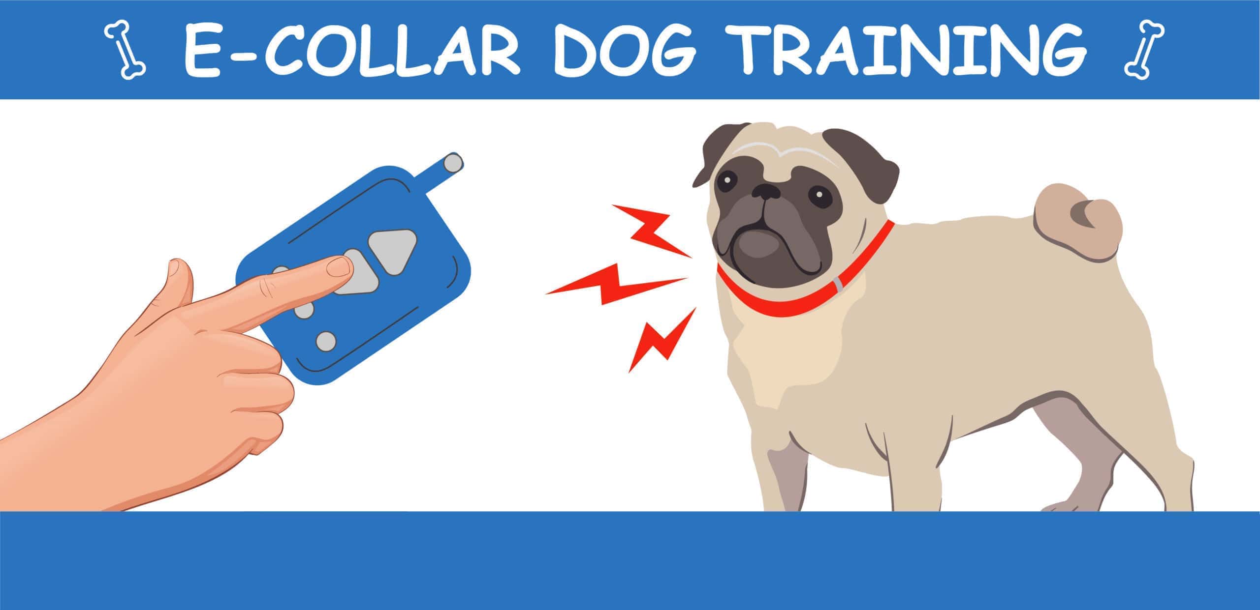 e collar training infographic 6