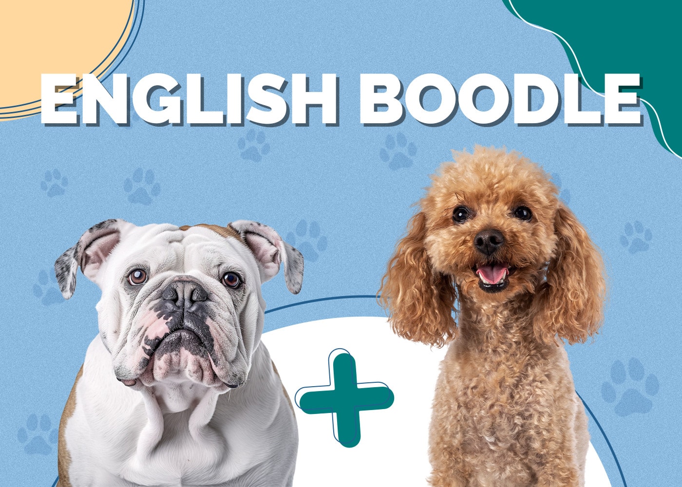 English Boodle (English Bulldog & Poodle Mix)
