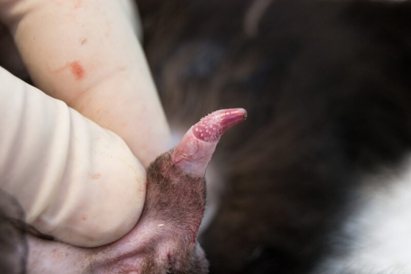 erected-cat-penis
