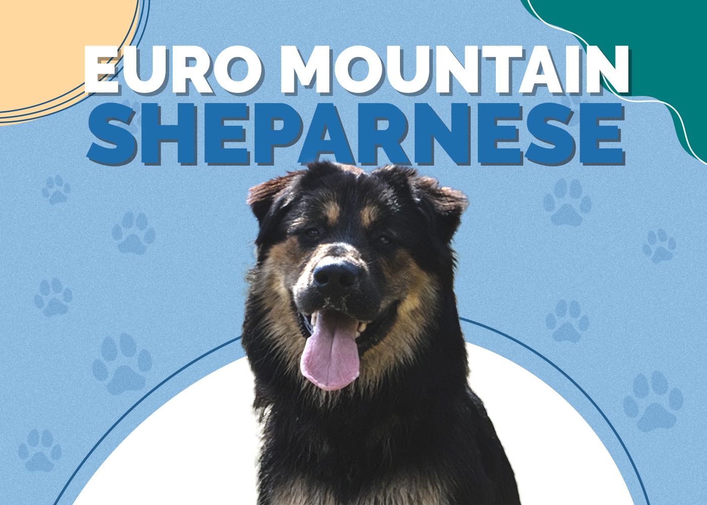 Euro Mountain Sheparnese