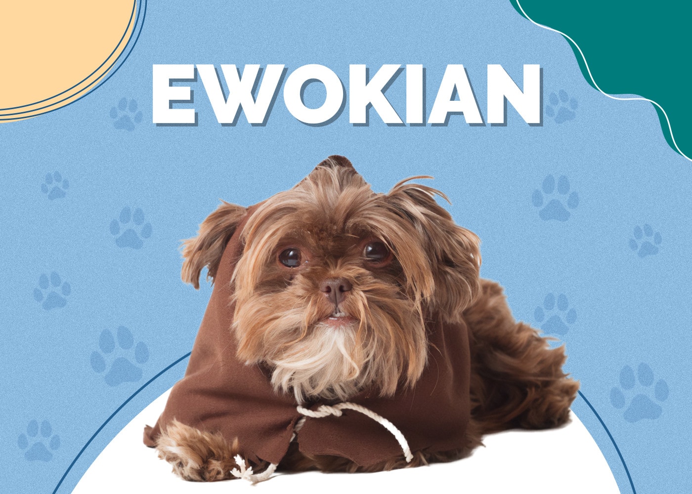 Ewokian (Pomeranian & Havanese Mix)