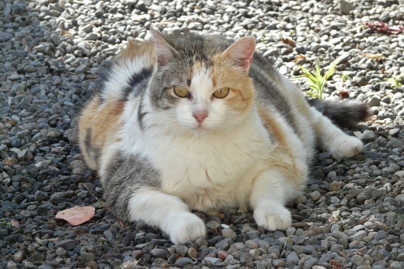 fat cat outdoors