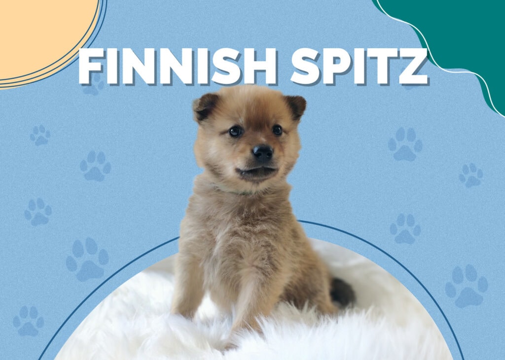 Finnish Spitz