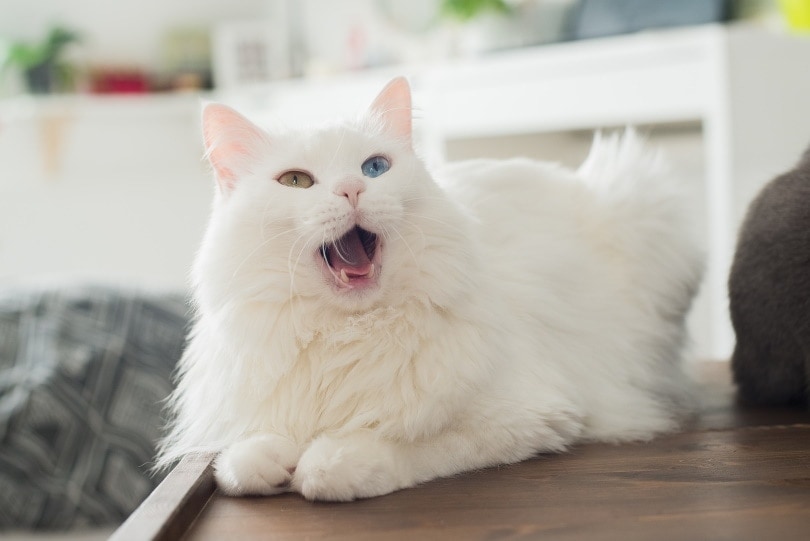 fluffy white cat hiccup