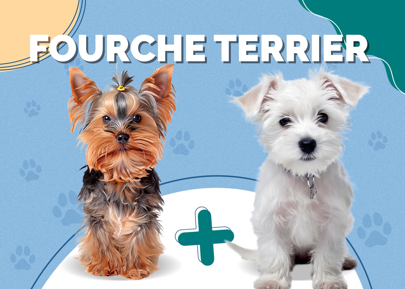 Fourche Terrier (Westie & Yorkie Mix)