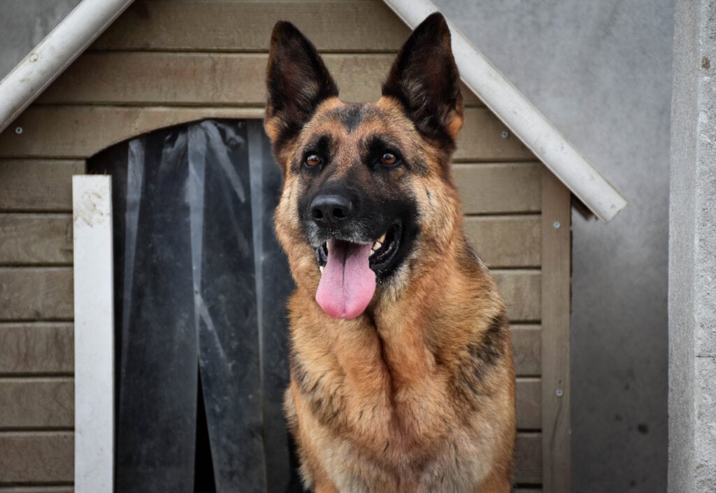 German,Shepherd,Dog,Sitting,In,Front,Of,A,Dog,House