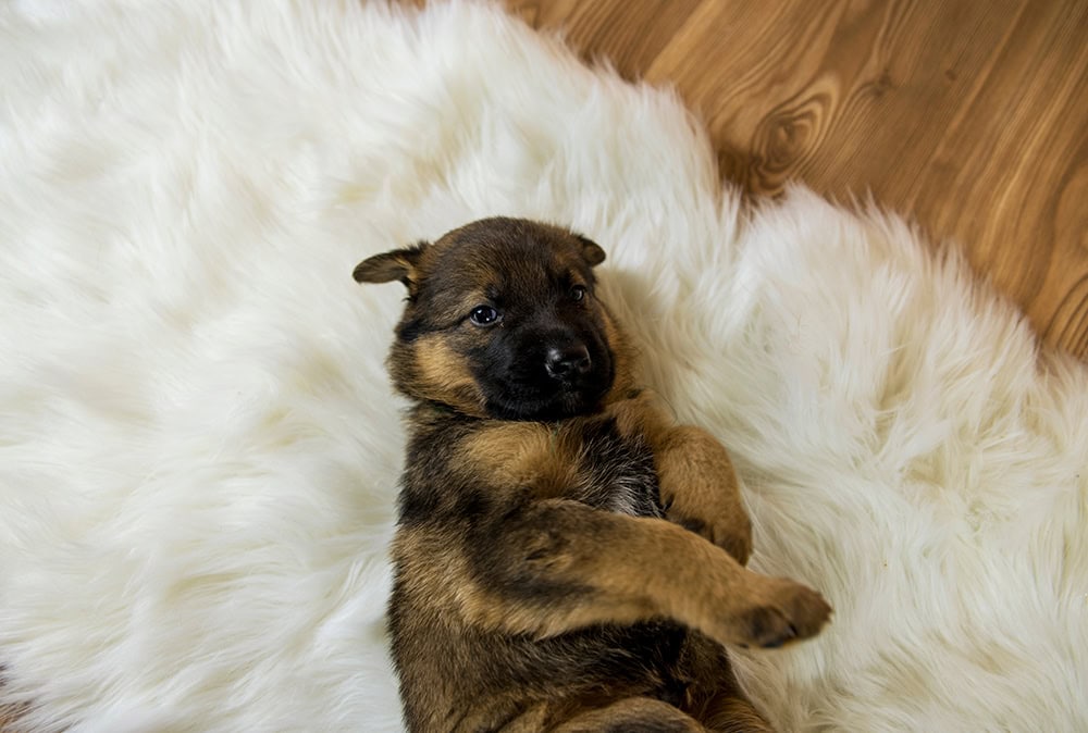 german shepherd puppy