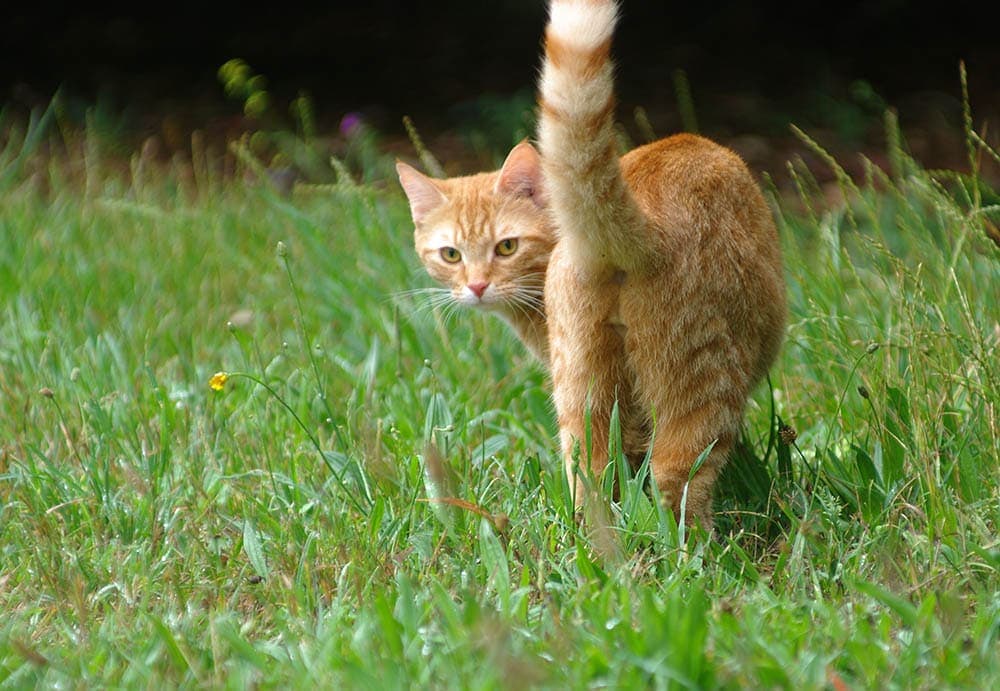 Ginger cat raising its butt