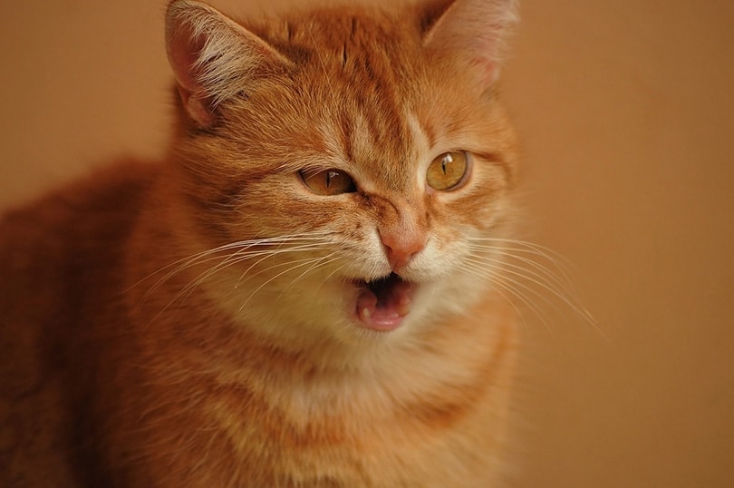 ginger cat sneezing