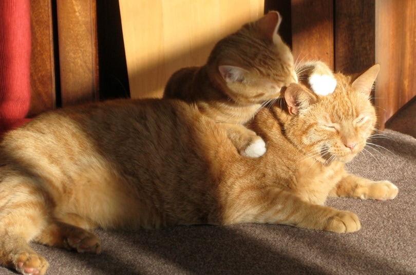 ginger kitten licking mother cats head