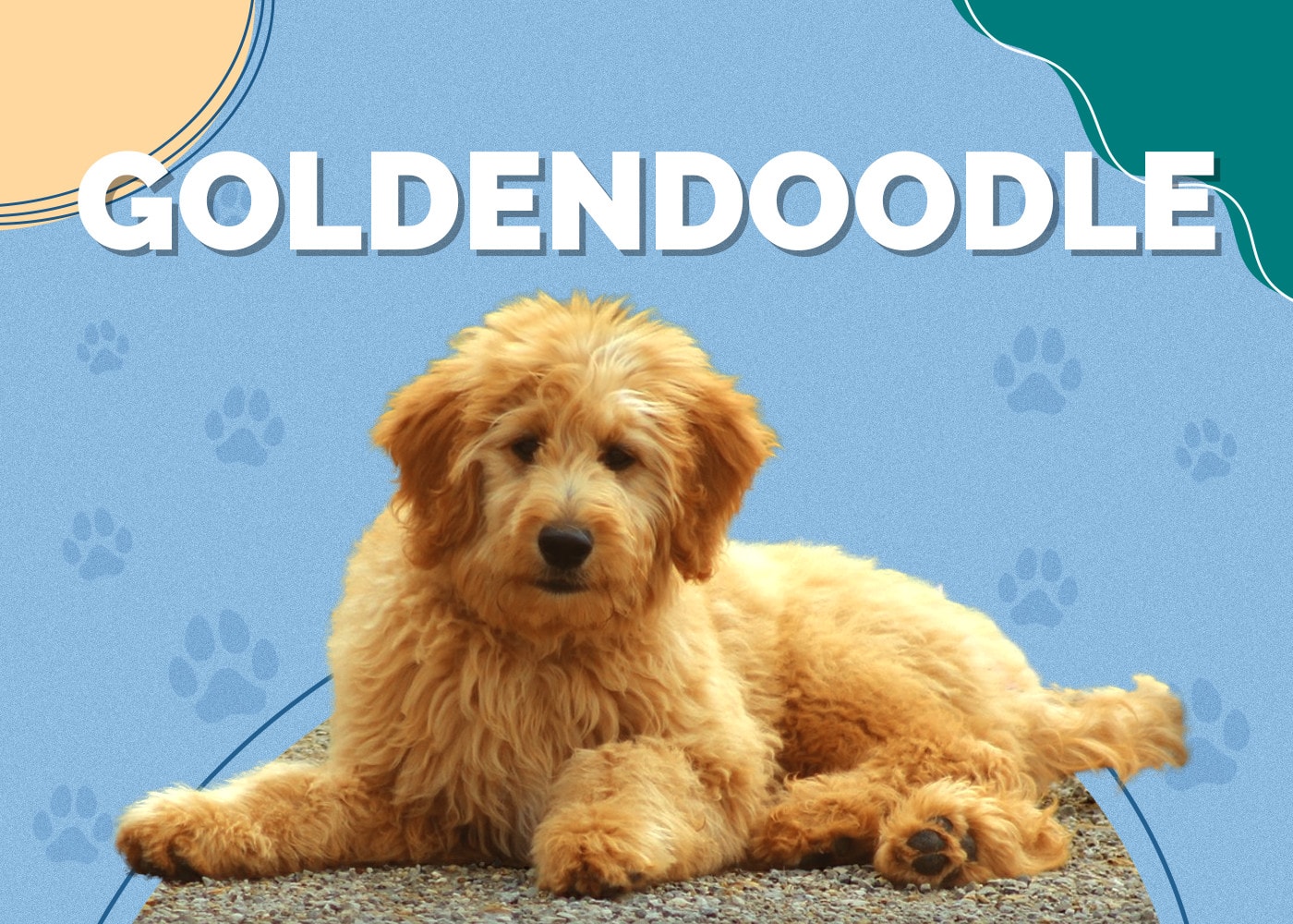 Goldendoodle (Golden Retriever & Poodle Mix)