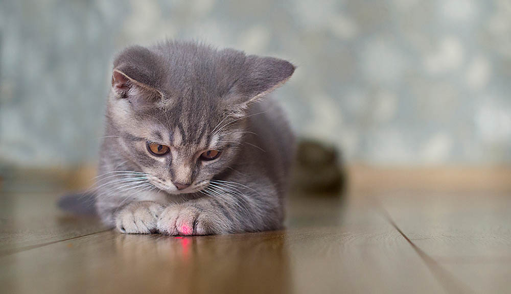 gray cat playing with laser