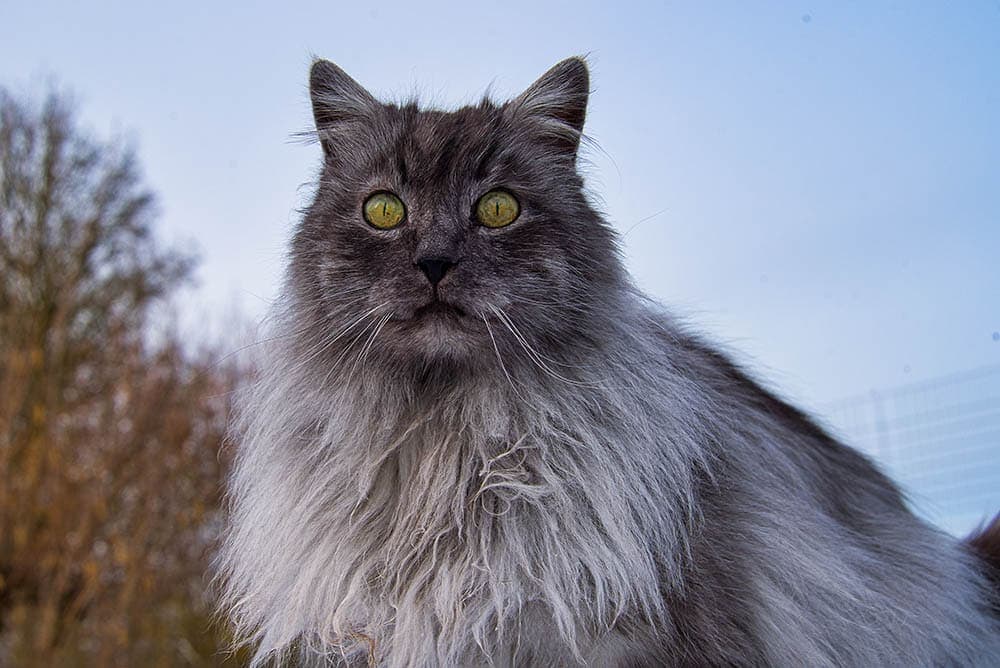 gray Turkish Angora cat