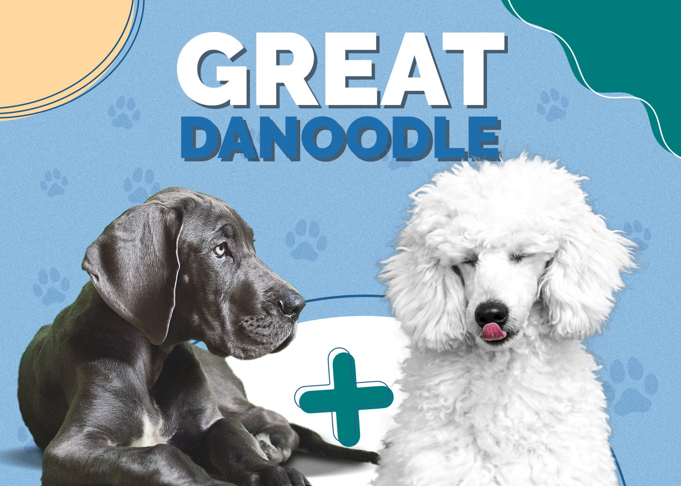 Great Danoodle (Great Dane & Poodle Mix)