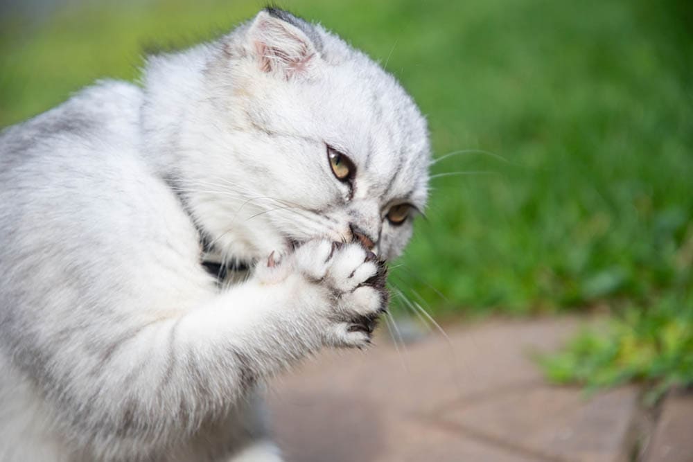 A grey cat licking its paw