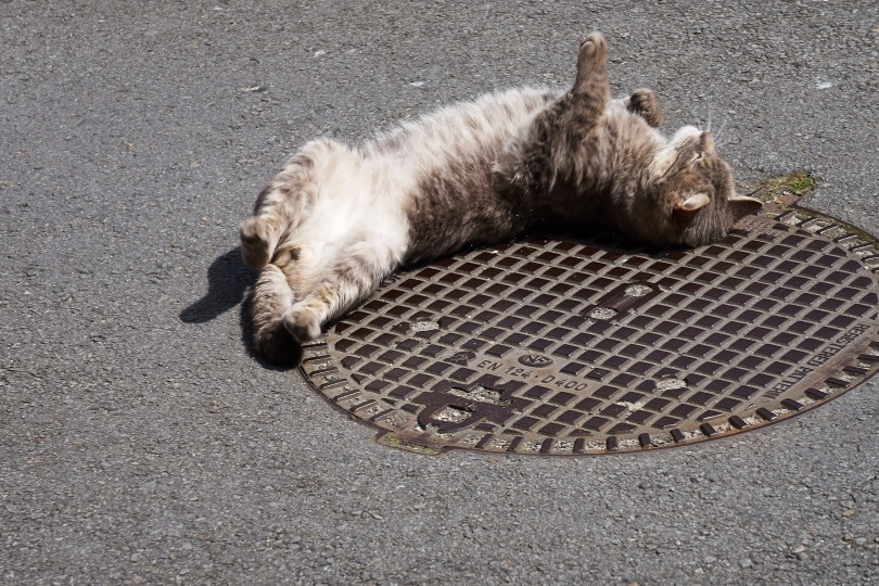 mèo xám nằm trên mặt đất