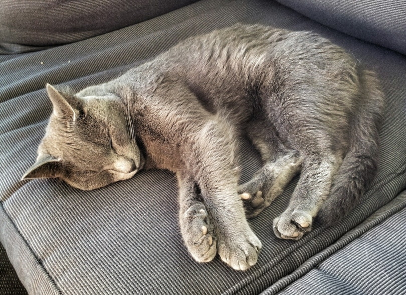 grey cat sleeping on couch