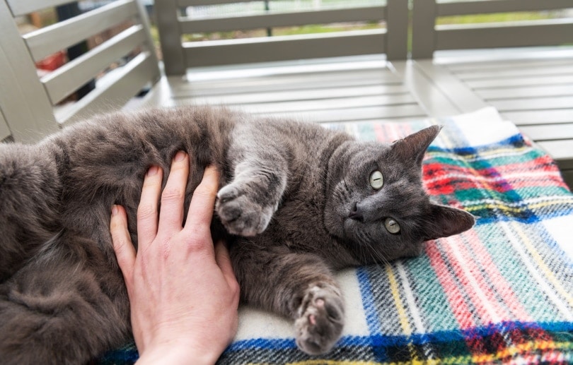 grey shorthair cat lying