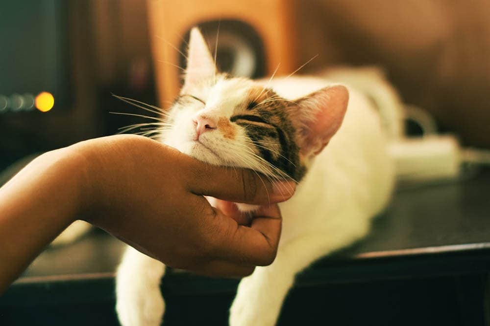 hand petting a cat