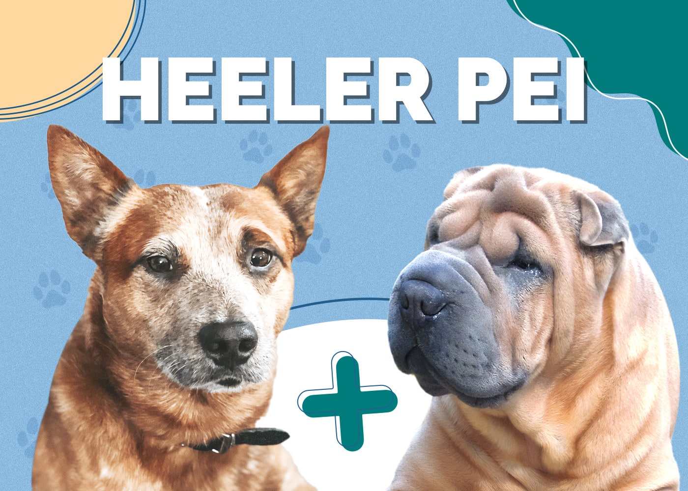 Heeler Pei (Australian Cattle Dog & Shar Pei Mix)