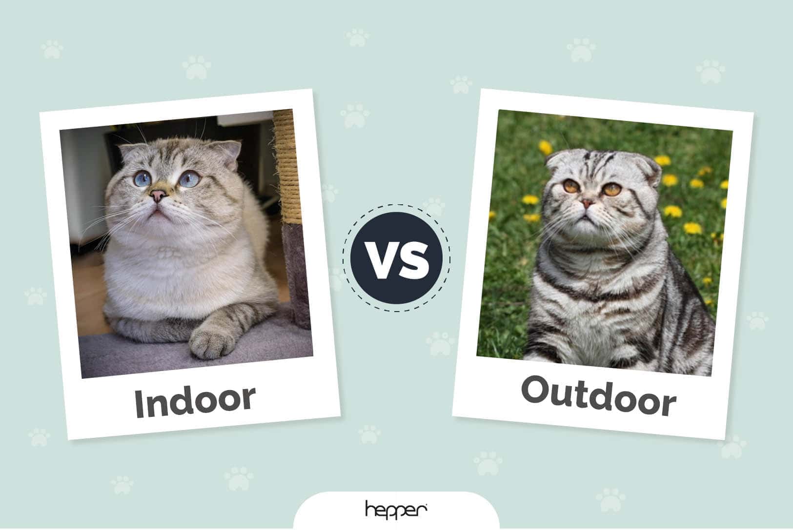 indoor cat vs outdoor