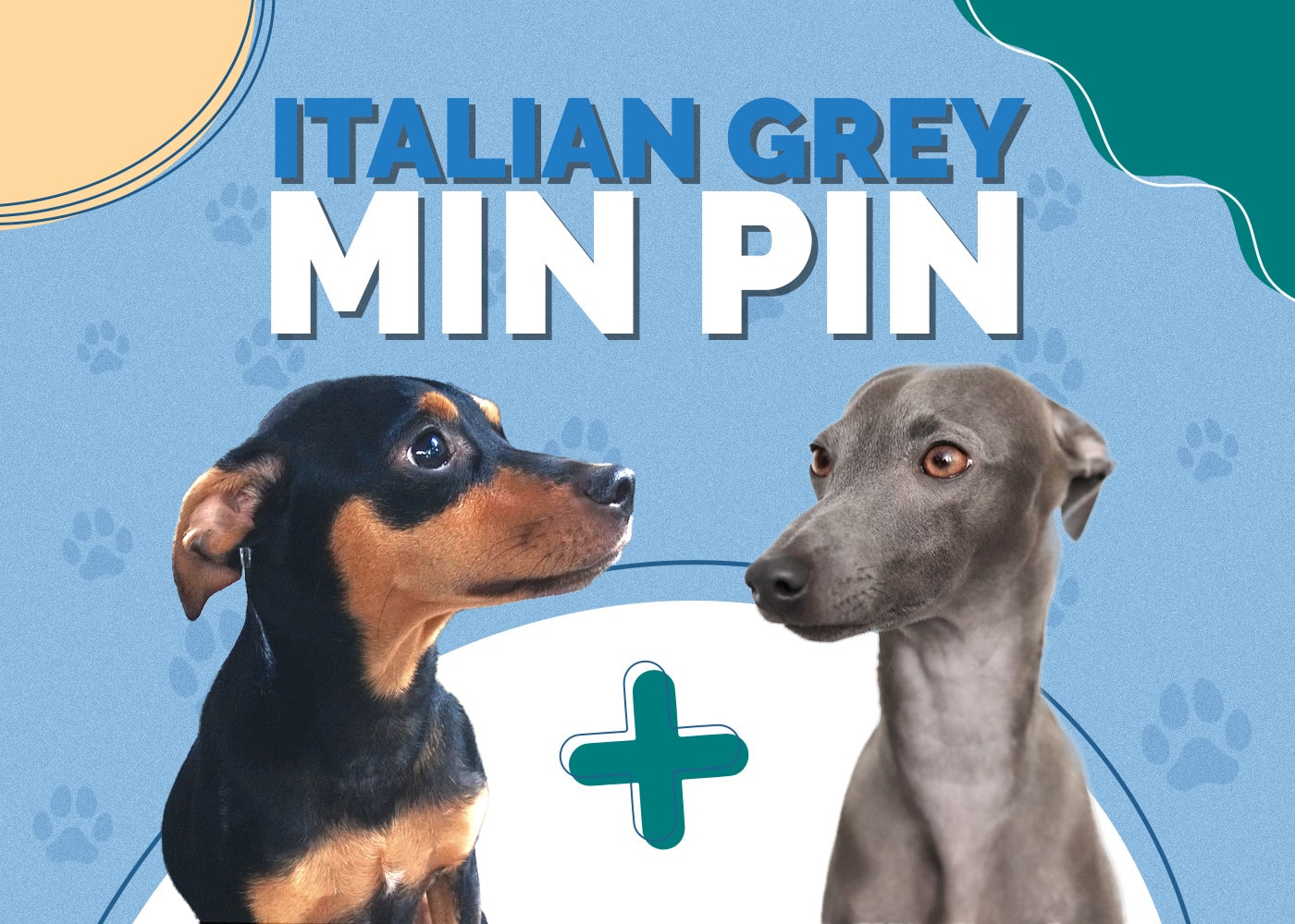 Min Pin & Italian Greyhound Mix