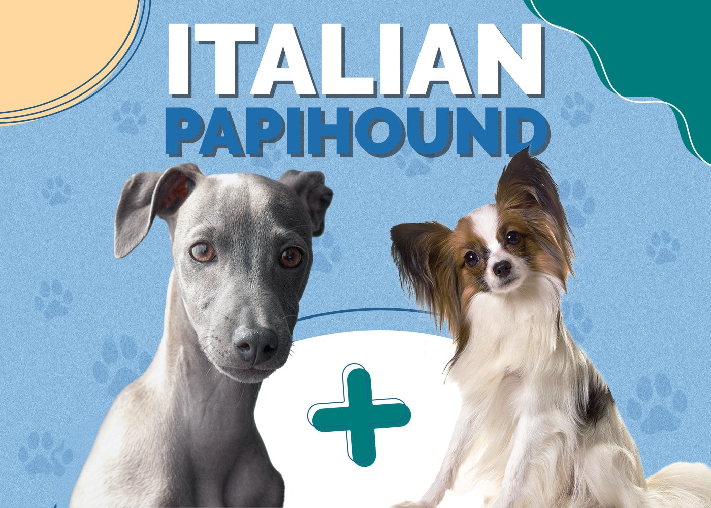 Italian Papihound (Italian Greyhound & Papillon Mix)
