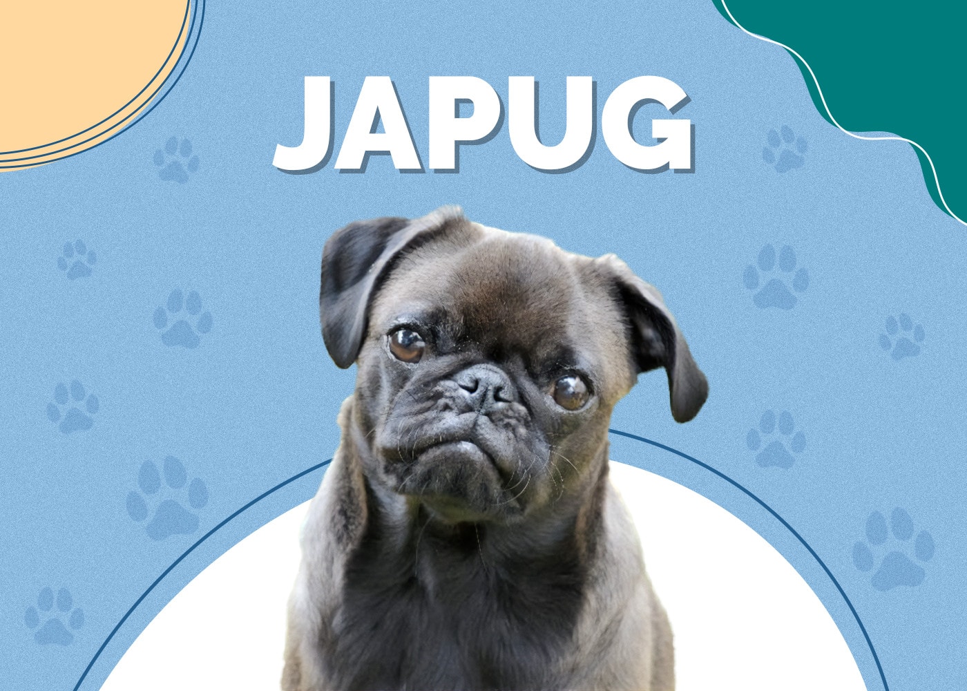 Japug (Japanese Chin & Pug Mix)
