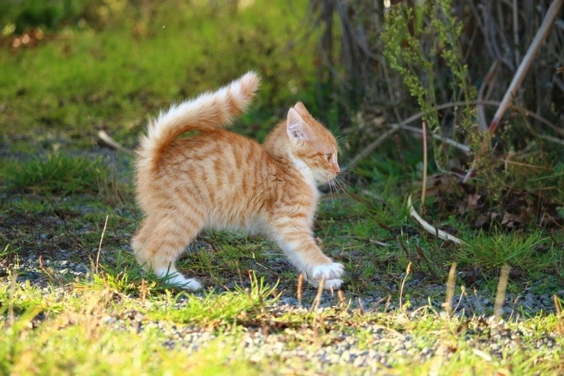 kitten playing outdoor