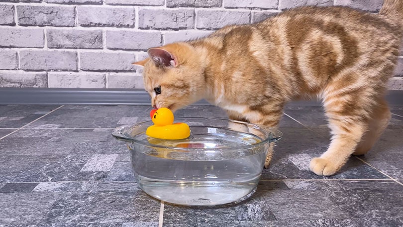kitten playing with duck toy in water bowl