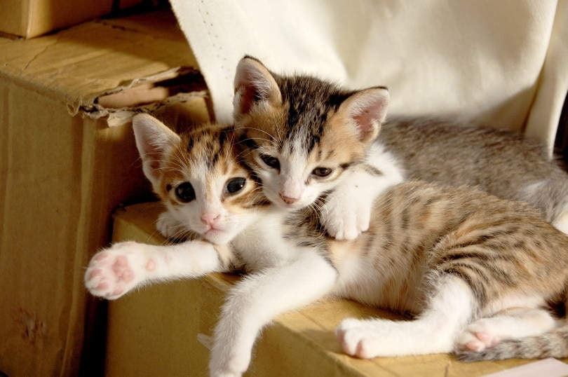 kittens lying on cardboard