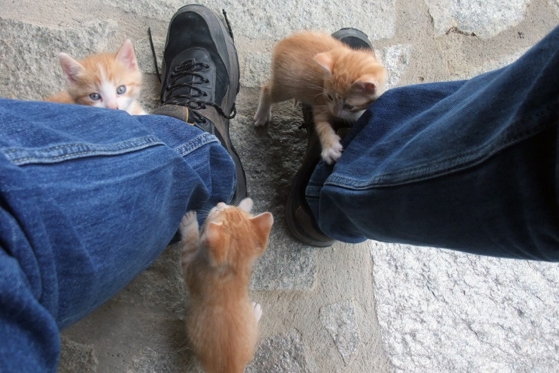 kittens rubbing face in mans legs