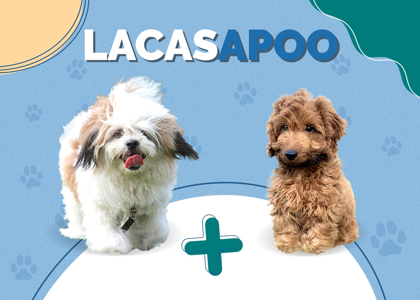 Lacasapoo (Cockapoo & Lhasa Apso Mix)