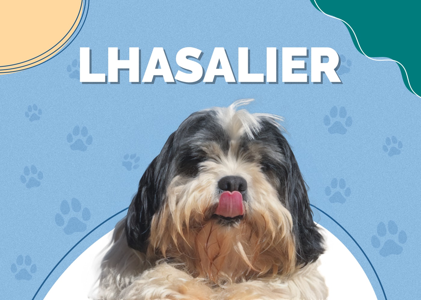 Lhasalier (Lhasa Apso & Cavalier King Charles Spaniel Mix)