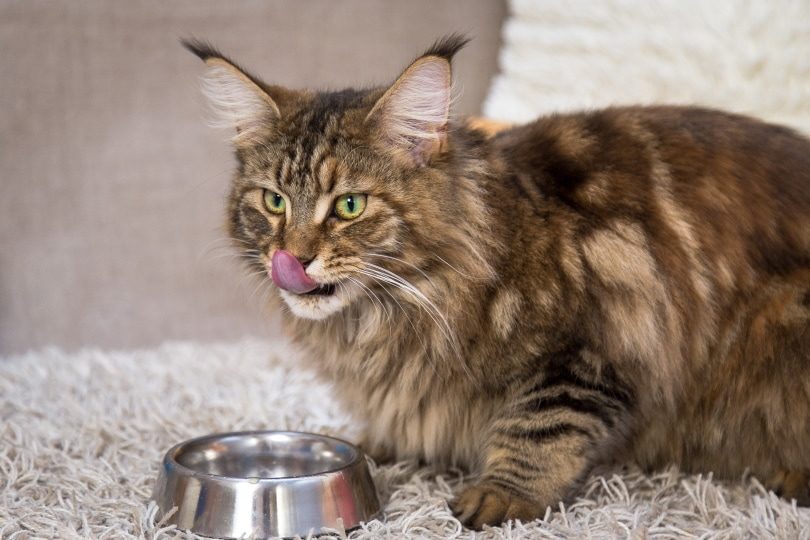 Maine-Coon-Katze frisst aus einem Metallnapf