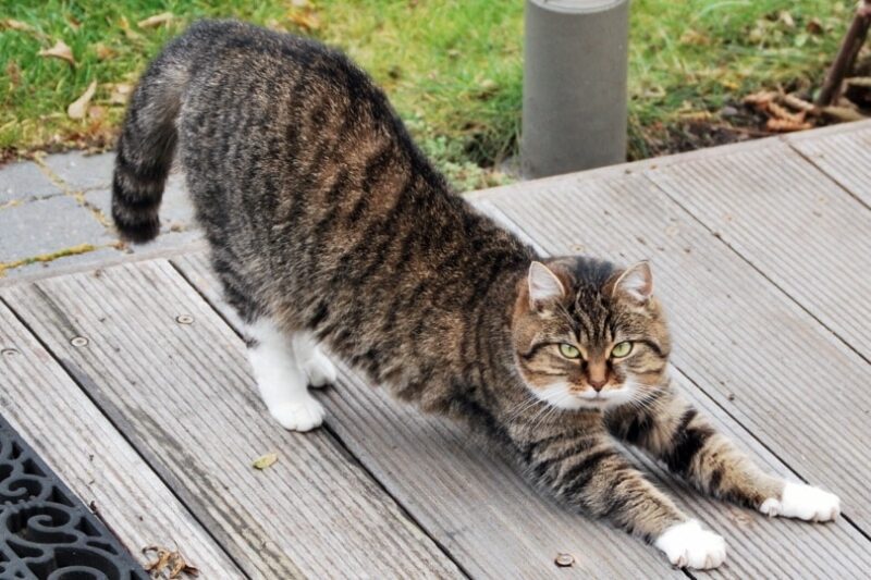 maine coon cat stretching