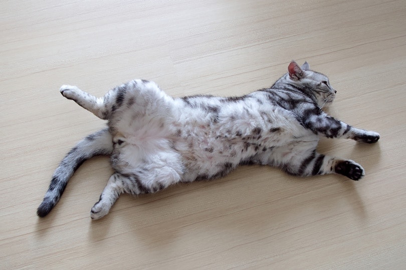 male silver tabby american shorthair cat lying on back