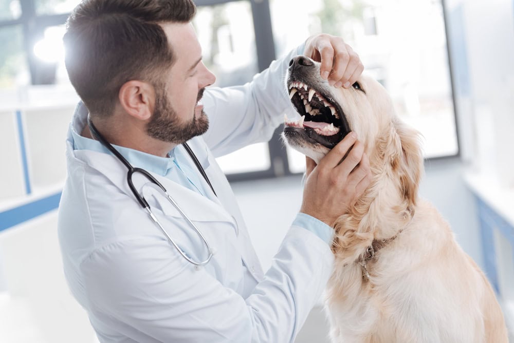 male vet checking dog teeth